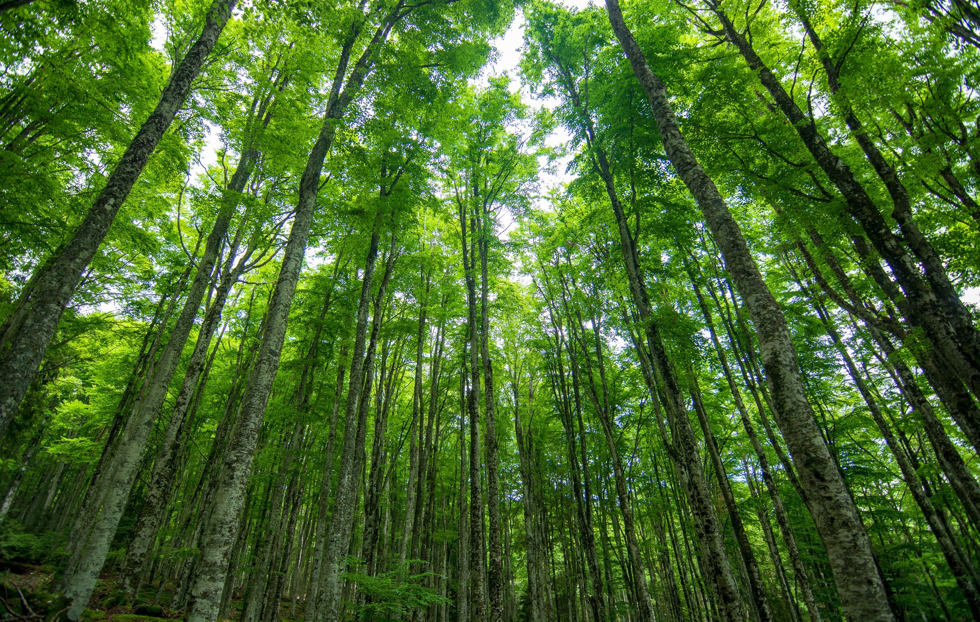 a beautiful forest in spring